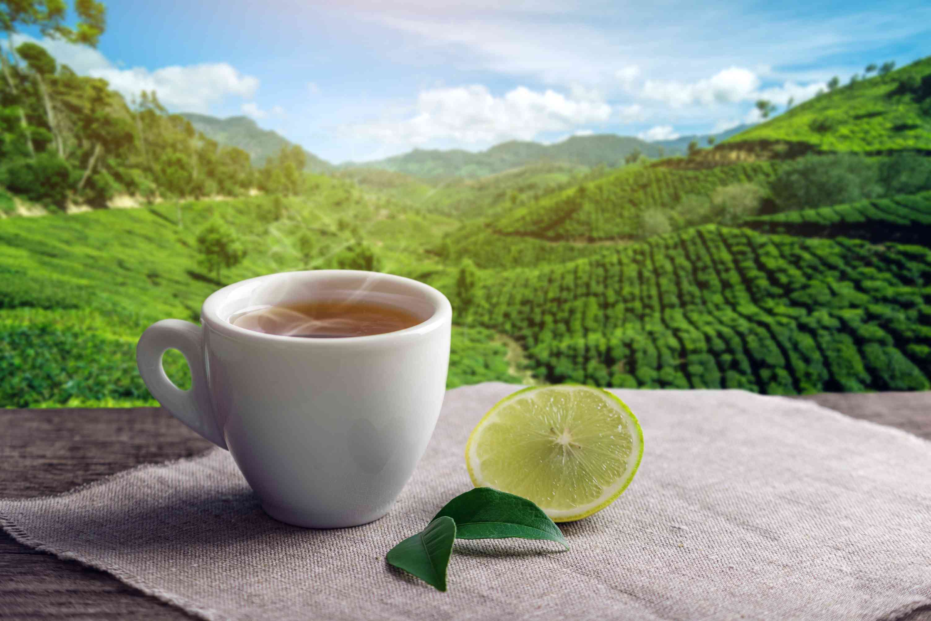 Green Tea Wholesale Manufacturer & Supplier in India